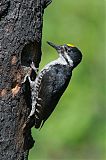 Black-backed Woodpecker